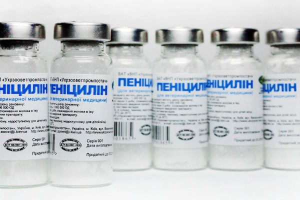 Пенициллиновый ряд антибиотиков применяется для лечения инфекционных заболеваний