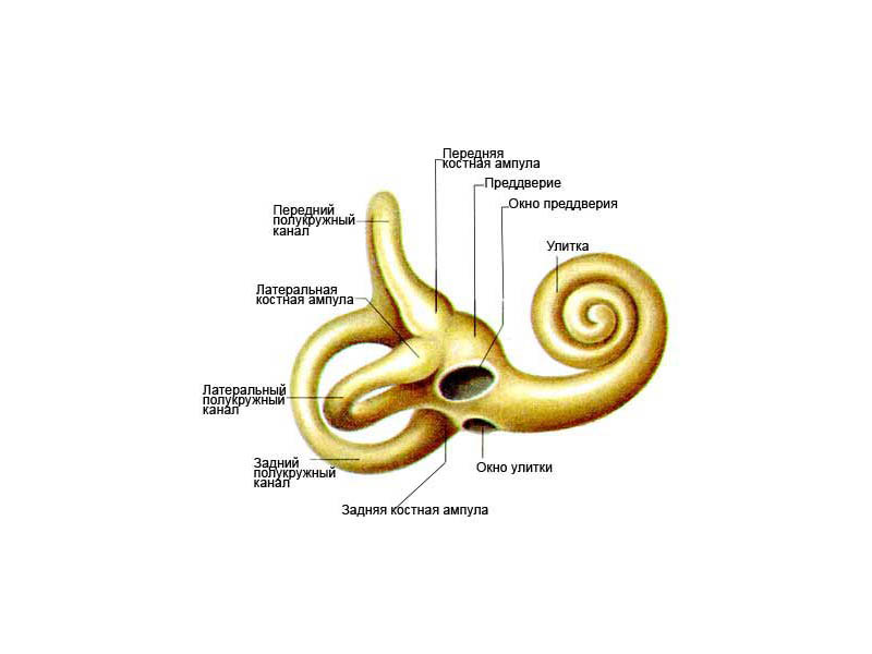 Воспаление внутреннего уха: причины возникновения и характерные симптомы