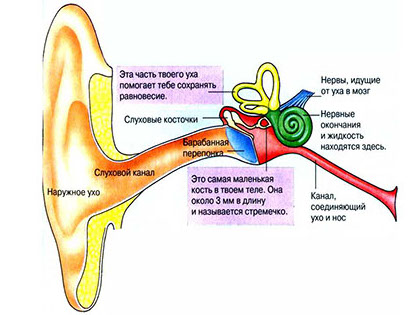 Лекарство от наружного, среднего и внутреннего отита (воспаления уха) для взрослых и детей