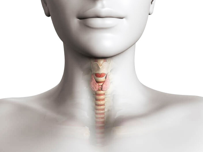 Проблемы с щитовидкой как причина кома в горле
